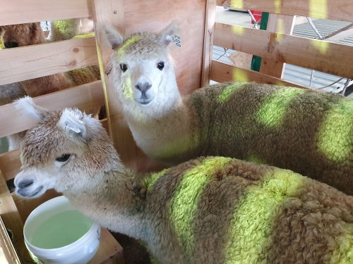 Hong Kong's first alpacas on board their Cathay Pacific Cargo flight