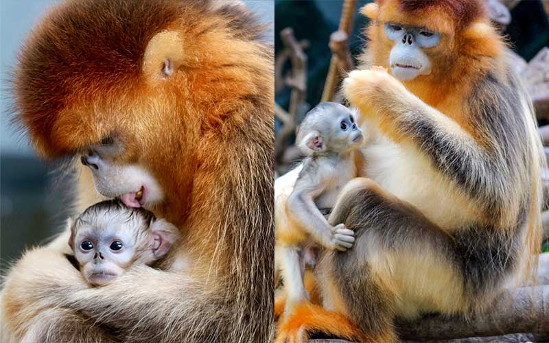 Ocean Park Hong Kong has been able to breed Sichuan golden-snub nosed monkeys at its world-class animal habitat