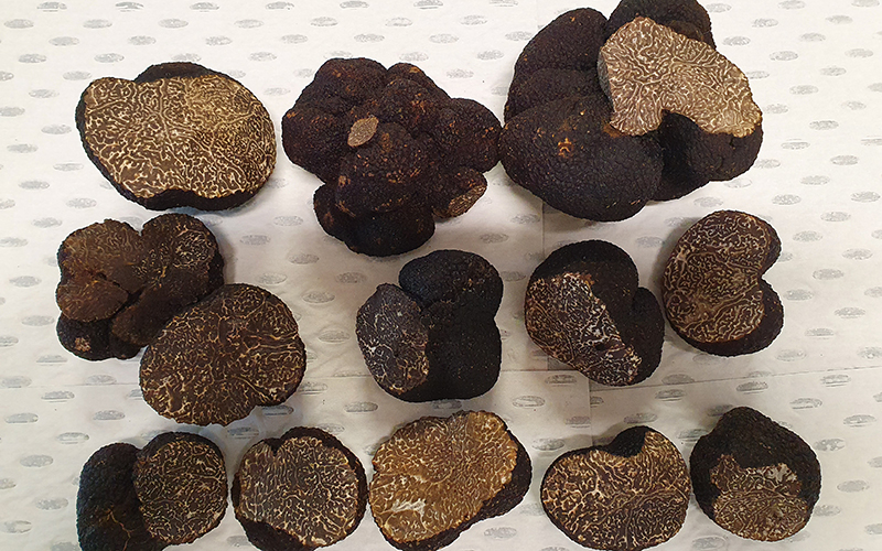 Some large cut truffles awaiting export from West Australia to the world