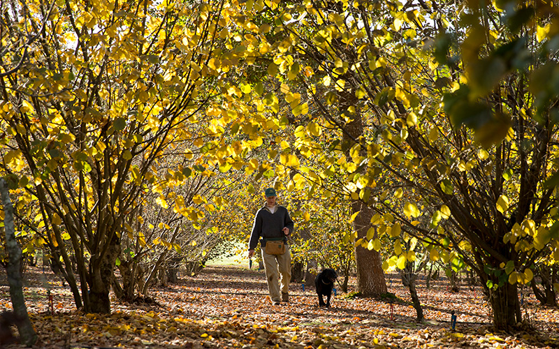 Dave Pottinger and his ‘truffle hound’ inspect the orchard for truffles. Photo credit: Craig Kinder